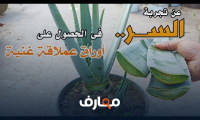 دليل زراعة صبار الألوفيرا في المنزل course preview