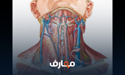 تشريح الشرايين والأوردة في الرأس والرقبة course preview