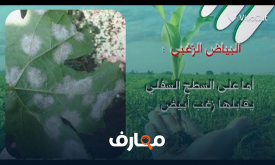 دليل النيماتودا الزراعية course preview