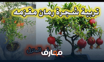 زراعة شجرة الرمان على الأسطح course preview