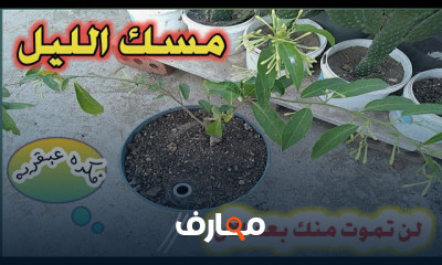 أساليب زراعة نبات مسك الليل course preview