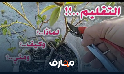 فن زراعة نباتات الزينة المنزلية course preview