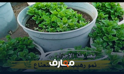 استراتيجيات فعالة لتدوير النباتات وطرق الزراعة course preview
