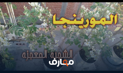 تعلم زراعة شجرة المورينجا في المنزل course preview