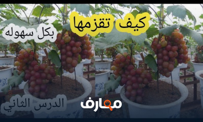 تقنيات تقزيم النباتات بخطوات فعالة course preview