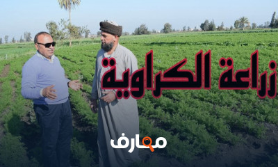 استراتيجيات زراعة الكراوية لتحقيق أعلى الأرباح course preview