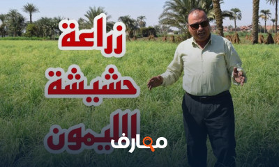 دليل زراعة حشيشة الليمون خطوة بخطوة course preview