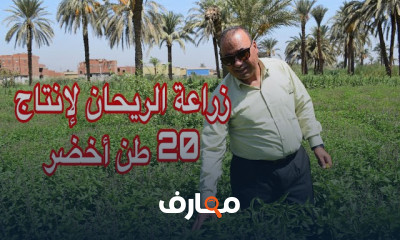 تقنيات زراعة الريحان لإنتاج 20 طن من المحصول الأخضر course preview