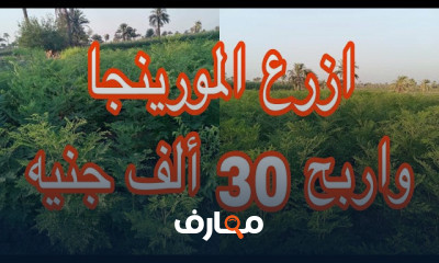 دليل شامل لزراعة المورينجا خطوة بخطوة course preview