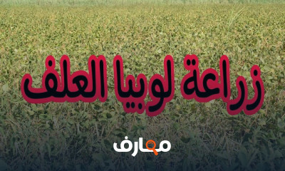 دليل شامل لزراعة لوبيا العلف course preview