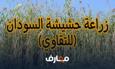دليل شامل لزراعة حشيشة السودان خطوة بخطوة course preview