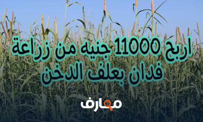دليل شامل لزراعة علف الدخن course preview