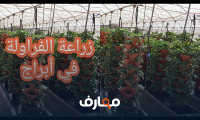 زراعة الفراولة بدون تربة: تقنيات حديثة course preview