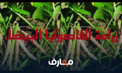 دليل زراعة الفاصوليا البيضاء بفعالية course preview
