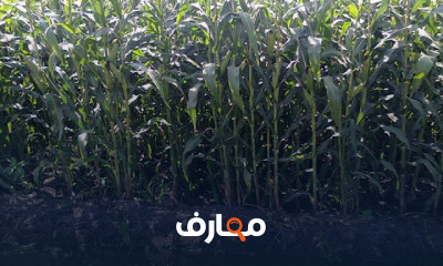 أساليب زراعة الذرة الشامية الحديثة course preview