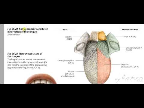 Comprehensive Guide to the Pharynx course preview