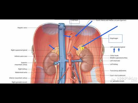 Endocrine System Certification course preview