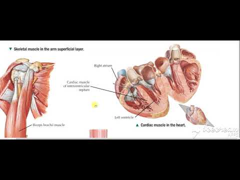 wedti - Free courses with accredited certificates 16 Comprehensive Guide to the Muscular System course preview