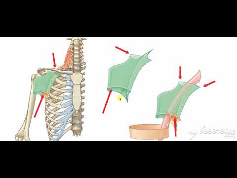 wedti - Free courses with accredited certificates 15 Understanding the Axilla: Anatomy and Function course preview
