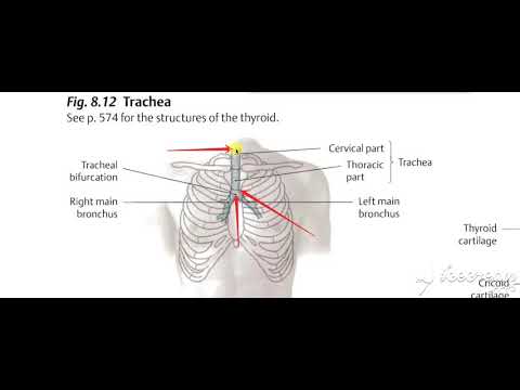 wedti - Free courses with accredited certificates 14 Advanced Respiratory System Studies course preview