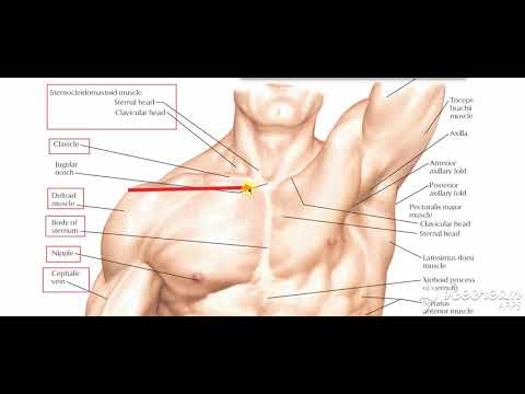 Anatomy of the Pectoral Region course preview