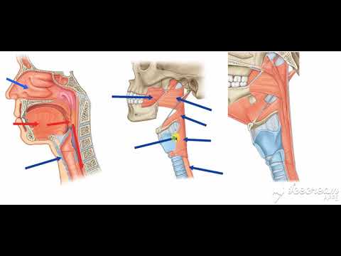 Understanding the Larynx: Anatomy and Function course preview