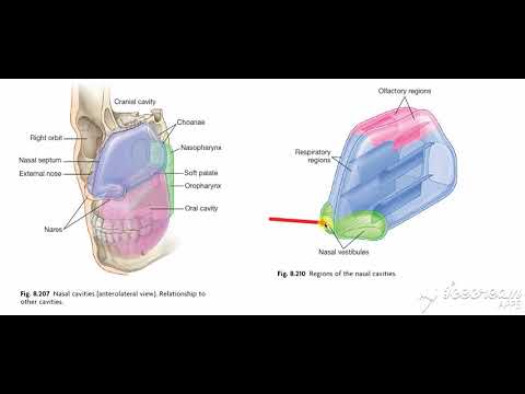 Understanding the Nasal Cavity course preview