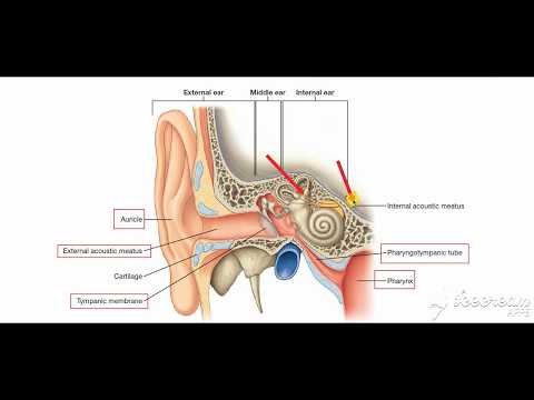 Understanding the Ear: Anatomy and Function course preview