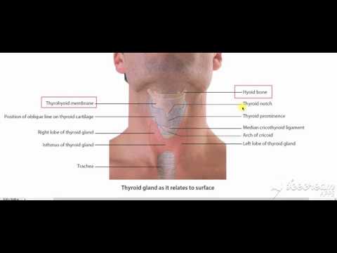 Understanding the Thyroid Gland course preview