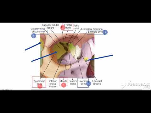Understanding the Orbit: Anatomy and Function course preview