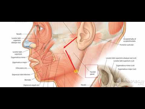 Understanding the Parotid Gland course preview