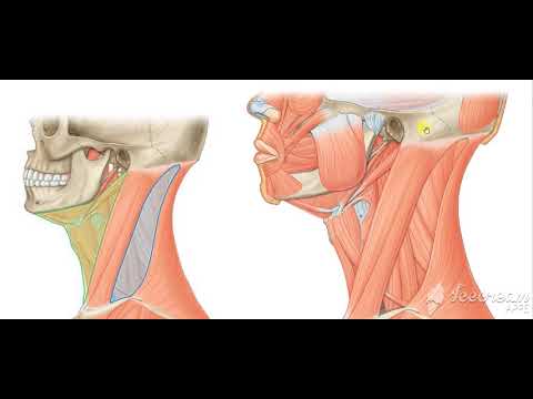 Understanding Neck Triangles course preview