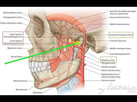 Understanding the Maxillary Artery course preview
