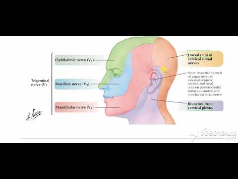 Introduction to Neck Anatomy course preview