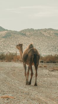 إتقان قواعد تكوين الجمل باللغة الإنجليزية course preview