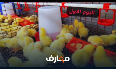 أسس تربية الدواجن البيضاء course preview