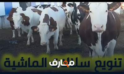 تحسين قطاع الماشية course preview